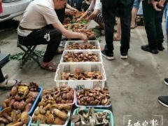 云南野生菌自由了！大降價！未見松茸身影 ()