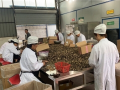 四川：巴中羊肚菌首次實現(xiàn)自營出口 ()