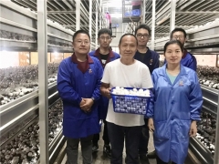 上海聯(lián)中食用菌合作社：讓蘑菇種植技術(shù)走向長三角 ()