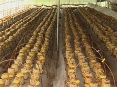 茅坪場(chǎng)鎮(zhèn)：食用菌新品種“桑黃”試種成功 開辟產(chǎn)業(yè)增收新門路 ()