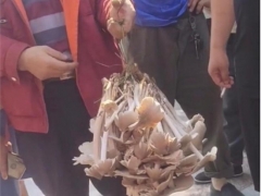 男子拎野生“傘把菇”遭圍觀，被1800元買走，目擊者：四五斤重 ()