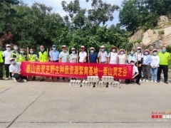 泰山赤靈芝菌包首次大規(guī)模“反哺”泰山 ()