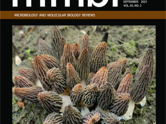 昆明植物所發(fā)表羊肚菌屬真菌的交配系統(tǒng)、生殖方式和生活史研究特邀綜述 ()