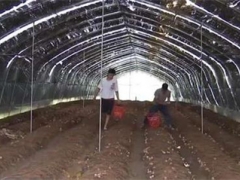 貴州安龍：種植紅托竹蓀 帶動農(nóng)戶增收 ()
