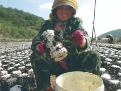 “食用菌之王”成長記 ()