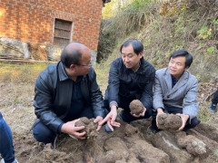 中科院微生物研究所、湖北省中醫(yī)院專家教授赴黃岡英山、羅田茯苓基地開展調(diào)研工作 ()