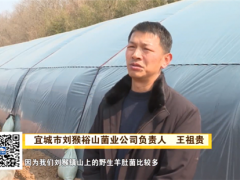 喜訊！湖北裕山菌業(yè)首批羊肚菌順利出菇 ()