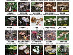 緊急擴(kuò)散！高達(dá)400多種，嚴(yán)重可致死！ ()