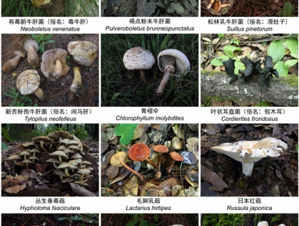 一年2000多人中毒，云南省衛(wèi)健委緊急預(yù)警！ ()