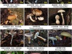 它上榜“毒菌”名單！云南人卻說：心頭愛 ()