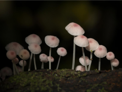 廣西弄崗國家級自然保護(hù)區(qū)發(fā)現(xiàn)粉霜小菇 為真菌類新記錄種 ()