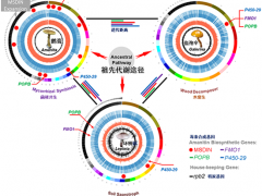 世界上最毒蘑菇是如何煉成的？——昆明植物所在毒蘑菇鵝膏環(huán)肽毒素合成機(jī)制研究中取得重要進(jìn)展 ()