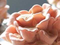晉中國家農(nóng)高區(qū)：平菇催開“致富花” ()