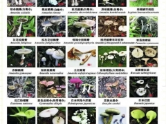 深圳報告2起毒蘑菇中毒事件 ()