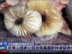 福建武夷山：國家公園發(fā)現(xiàn)真菌新種諸犍老傘 ()
