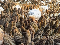 中國科學院昆明植物所羊肚菌多糖研究獲進展 ()