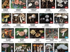 最新版！川渝野生毒蘑菇圖鑒 ()