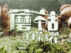 中國菌物學(xué)會發(fā)起出品紀(jì)錄片《蘑菇的榮耀》即將首播 ()