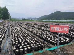 勃利縣黑木耳菌株榮獲第一屆黑龍江省專利獎銀獎 ()