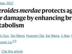 中科院微生物所研究揭示，靈芝雜萜衍生物可通過調(diào)節(jié)糞副擬桿菌及支鏈氨基酸，對抗動脈粥樣硬化 ()