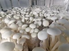 昆明食用菌研究所茶薪菇新品種“中菌白茶1號”通過專家組鑒定 ()