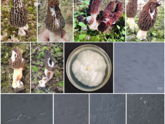 中國科學(xué)院昆明植物所在羊肚菌真菌性病害研究方面取得新進展 ()