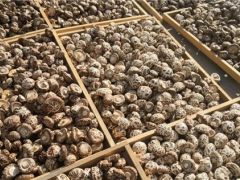 湖北省農(nóng)科院制定香菇品質(zhì)評價(jià)規(guī)范 首次將營養(yǎng)功能指標(biāo)納入標(biāo)準(zhǔn) ()