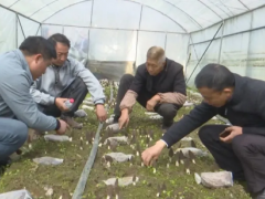 貴州安龍：種植食用菌促農(nóng)增收 ()