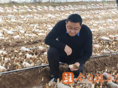 河南駐馬店：省食用菌產(chǎn)業(yè)技術(shù)體系專家走進(jìn)羊肚菌生產(chǎn)基地開展工作調(diào)研 ()