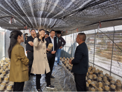 上海農(nóng)科院食用菌研究所專家赴云南玉溪農(nóng)業(yè)職業(yè)技術(shù)學院開展調(diào)研指導(dǎo) ()