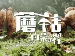 蘑菇，如此榮耀 ——紀(jì)錄片《蘑菇的榮耀》今日上線【學(xué)習(xí)強(qiáng)國(guó)】 ()