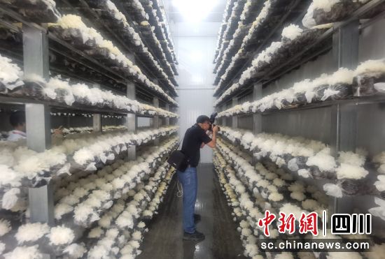  圖為通江銀耳產(chǎn)業(yè)生產(chǎn)車(chē)間一角。苗志勇 攝
