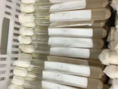 神十六返程，“蕉嶺菌”曾跟隨其飛天 ()