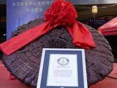 世界最大赤靈芝！象山企業(yè)種出的！ ()