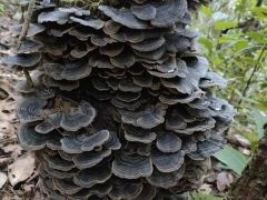 罕見！鎮(zhèn)沅發(fā)現(xiàn)特大野生云芝 ()