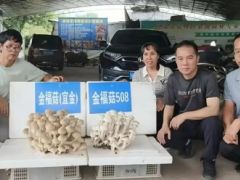 人工馴化獲成功！珍稀菌新品種在這里誕生 ()