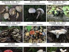 收錄1341個(gè)物種！云南在全國(guó)率先發(fā)布省級(jí)大型真菌圖志 ()