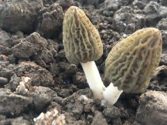 兩當：層架式栽培羊肚菌走出“科技范” ()